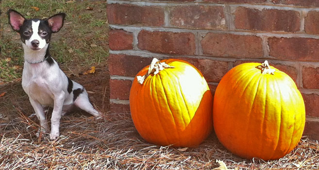 Adam's Folly Bed and Biscuit.  Doggie daycare, dog boarding, cat boarding. 910/253-3534. 140 Midway Rd. SE, Bolivia, North Carolina 28422. WE LOVE ANIMALS!