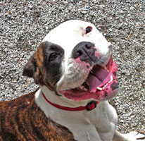 This happy dog is having fun at Adam's Folly Bed and Biscuit.